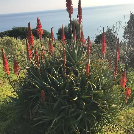Il Mare Tra Gli Olivi Ferienhaus *