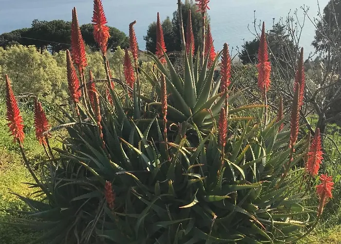 Il Mare Tra Gli Olivi Feriehus *